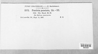 Puccinia punctata image